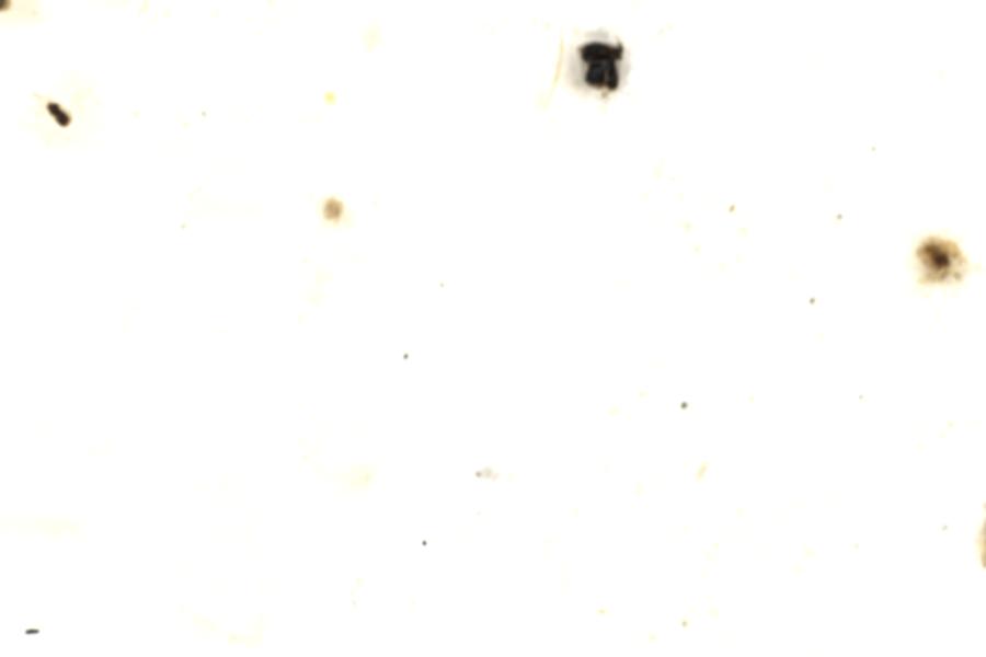 Image 200